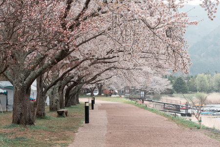 KAWAGUCHIKO, JAPAN - APRIL 7, 2023: Sakura cherry blossom bloom in the park in cloudy dayのeditorial素材