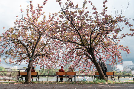 TOKYO, JAPAN - APRIL 8, 2023: People sitting in Ueno park with full bloom sakura cherry blossomのeditorial素材