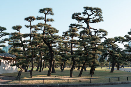 TOKYO, JAPAN - APRIL 9, 2023: Pine tree in Kokyo Gaien National Gardenのeditorial素材