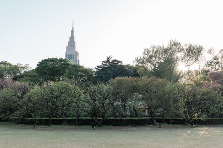 TOKYO, JAPAN - APRIL 11, 2023: Pine trees in Shinjuku Gyoen National Gardenのeditorial素材
