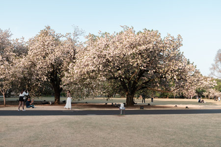 TOKYO, JAPAN - APRIL 11, 2023: People walking in Shinjuku Gyoen National Garden with cherry blossomsのeditorial素材