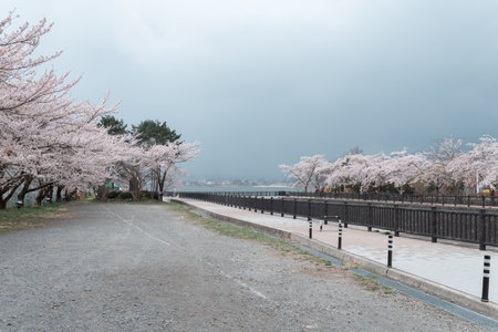 KAWAGUCHIKO, JAPAN - APRIL 7, 2023: Sakura cherry blossom bloom in the park in cloudy dayのeditorial素材