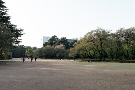 TOKYO, JAPAN - APRIL 11, 2023: Pine trees in Shinjuku Gyoen National Gardenのeditorial素材