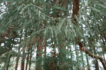 Pine tree branches with leaves in the forestのeditorial素材