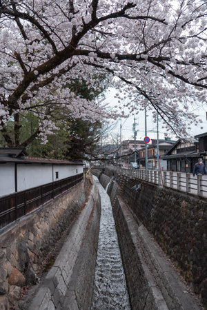TAKAYAMA, JAPAN - April 5, 2023: Sakura Cherry Blossoms blooming near small canalのeditorial素材