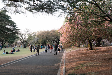 TOKYO, JAPAN - APRIL 11, 2023: People walking in Shinjuku Gyoen National Garden with cherry blossomsのeditorial素材