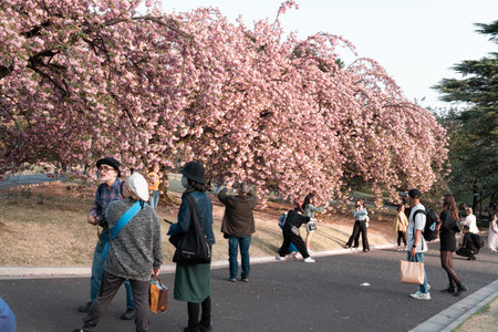 TOKYO, JAPAN - APRIL 11, 2023: People walking in Shinjuku Gyoen National Garden with cherry blossomsのeditorial素材