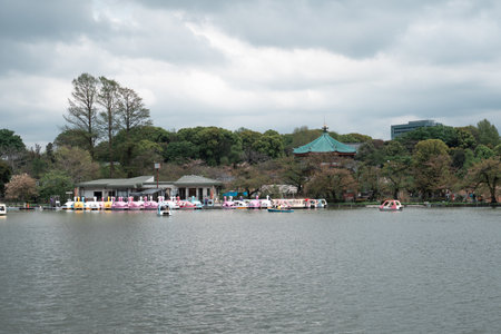 TOKYO, JAPAN - APRIL 8, 2023: Swan paddle boats for rent in Shinobazu Pond in Ueno park with cherry blossom sakuraのeditorial素材