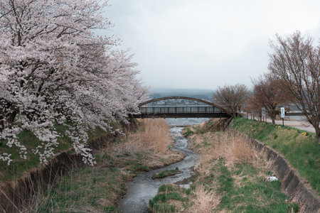 KAWAGUCHIKO, JAPAN - APRIL 7, 2023: Sakura cherry blossom bloom in the park in cloudy dayのeditorial素材