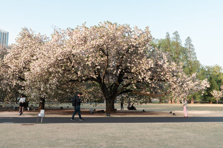 TOKYO, JAPAN - APRIL 11, 2023: People walking in Shinjuku Gyoen National Garden with cherry blossomsのeditorial素材