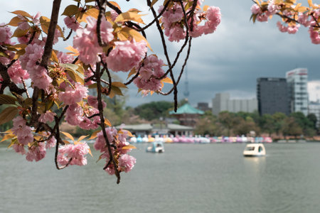 TOKYO, JAPAN - APRIL 8, 2023: People riding swan paddle boats in Shinobazu Pond in Ueno park with cherry blossom sakuraのeditorial素材