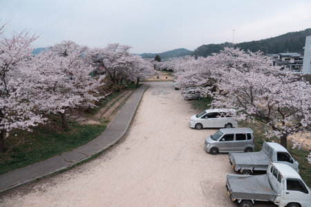 TAKAYAMA, JAPAN - April 5, 2023: Sakura Cherry Blossoms blooming in Miyagawa Ryokuchi Parkのeditorial素材