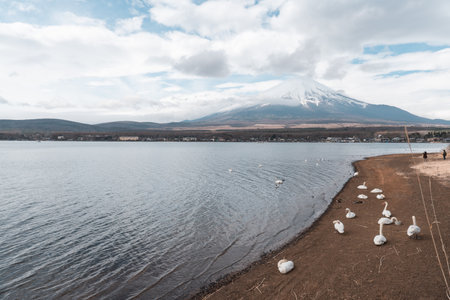 Beautiful white swans at Yamanaka lake with Mt. Fuji background in cloudy day during Aprilのeditorial素材