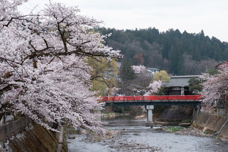 TAKAYAMA, JAPAN - APRIL 5, 2023: Nakabashi bridge with sakura cherry blossom in Aprilのeditorial素材