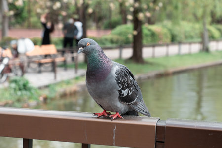 Pigeon sitting at the balcony with pond backgroundのeditorial素材