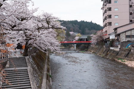 TAKAYAMA, JAPAN - APRIL 5, 2023: Nakabashi bridge with sakura cherry blossom in Aprilのeditorial素材