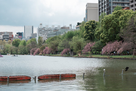 TOKYO, JAPAN - APRIL 8, 2023: People riding swan paddle boats in Shinobazu Pond in Ueno park with cherry blossom sakuraのeditorial素材