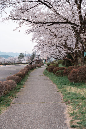 TAKAYAMA, JAPAN - April 5, 2023: Sakura Cherry Blossoms blooming in Takayama, Japanのeditorial素材
