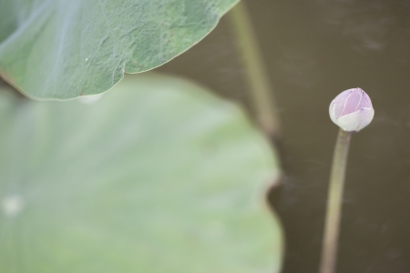 Lotus flowers enjoy warm sunlightの写真素材