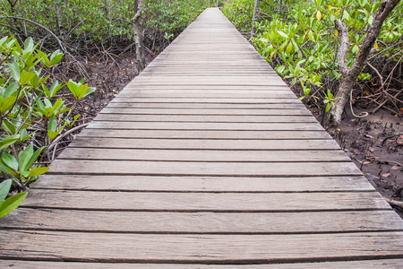 Mangrove forest at the eastern of thailandの写真素材