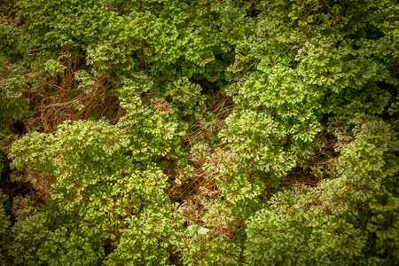 Artifical grass backgroundの写真素材