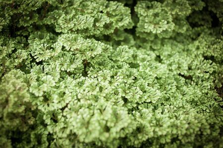 Green grass background textureの写真素材