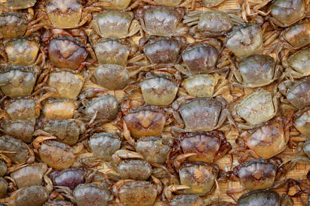 field crab popular in Thailandの写真素材