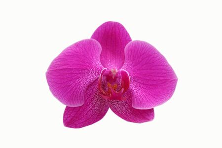 Purple orchid isolated over white backgroundの写真素材
