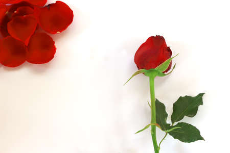 Red rose and rose petals on white backgroundの写真素材