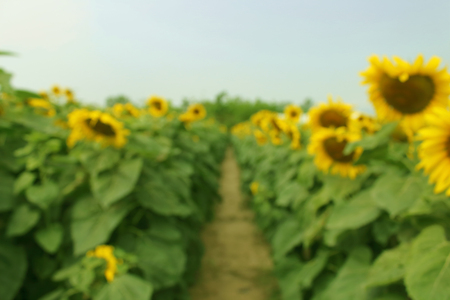 Sunflower in garden blur, and abstractの写真素材