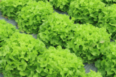 blur image organic vegetable plantsの写真素材