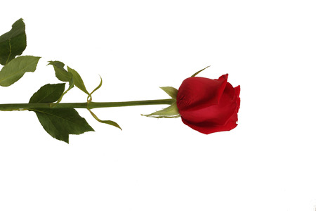 Red rose beautiful isolated on white backgroundの写真素材