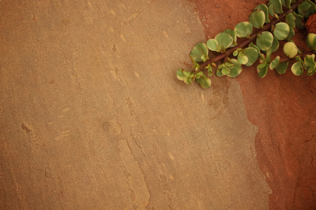Brown tiles with plants green ivy.の写真素材