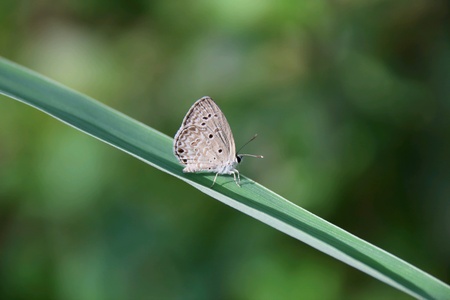Lime butterfly on the leaves.の素材