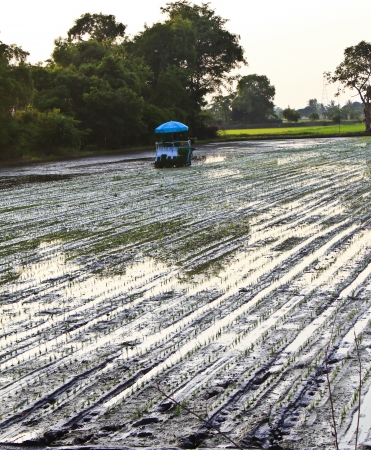 Transplant rice seedlingsの写真素材