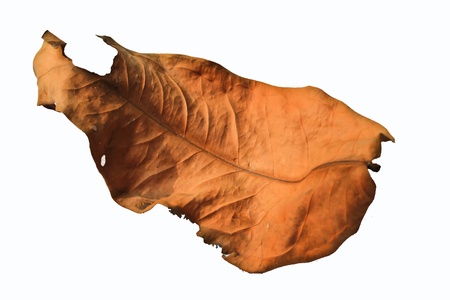 Dry leaves isolate