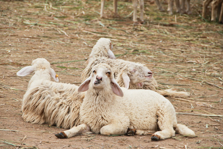 Three sheeps sit in stableの写真素材
