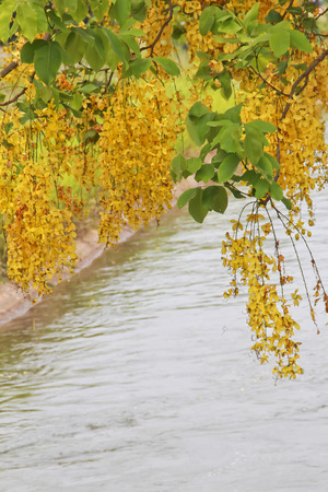 Golden shower tree with canal backgroundの写真素材