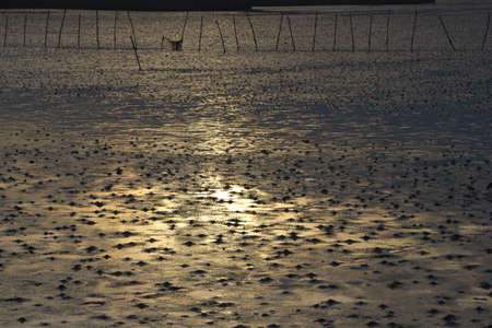 Gold of sunlight at wetlands