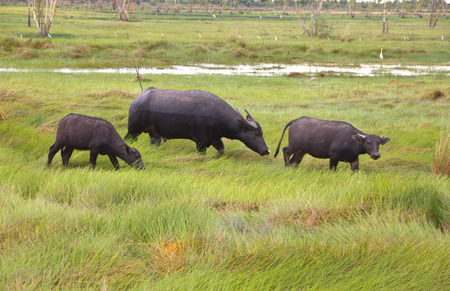 Herd of buffalo on the field