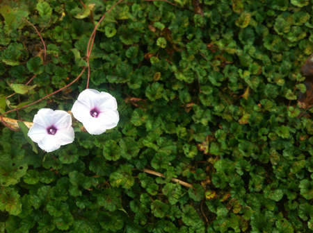 Two flower on the green background