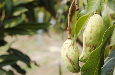 Mango hang on treesの写真素材