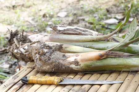 Knife and young banana treesの写真素材