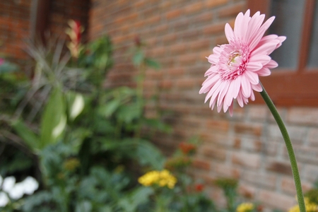 Pink daisy flowerの写真素材