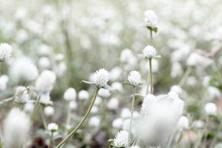 White flower field on blur backgroundの写真素材