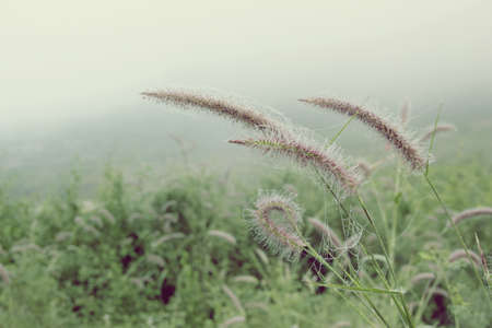 Retro of grass fieldsの写真素材