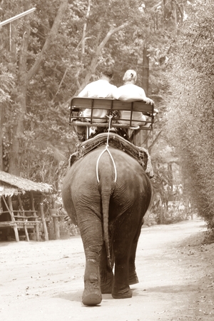 Sepia of elephant with tourist in Thailandの写真素材