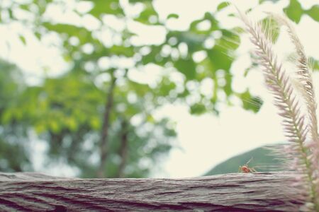 One ant with tree backgroundの写真素材