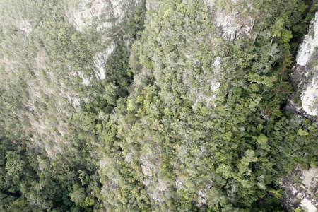 High view of forest