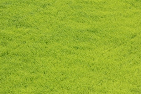 Background of Green paddle fieldsの写真素材